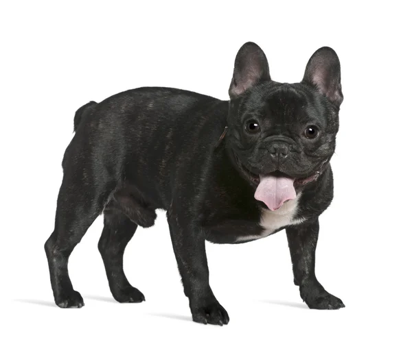 French bulldog, 1 year old, standing in front of white background — Stock Photo, Image
