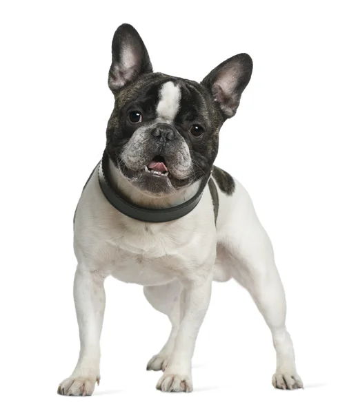 Bulldog francés, 15 meses de edad, de pie frente al fondo blanco —  Fotos de Stock
