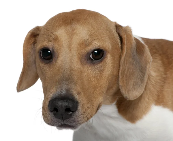 Nahaufnahme eines Mischlingshundes, 10 Monate alt, vor weißem Hintergrund — Stockfoto