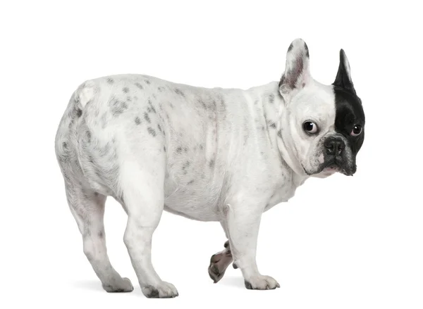 Französische Bulldogge, 8 Jahre alt, steht vor weißem Hintergrund — Stockfoto