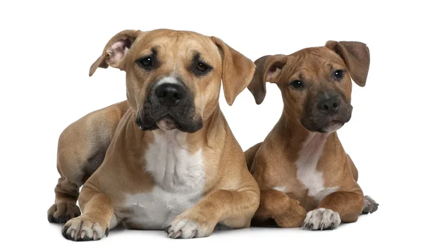 Two American Staffordshire terriers, 4 months and 9 months old, in front of white background — Stock Photo, Image