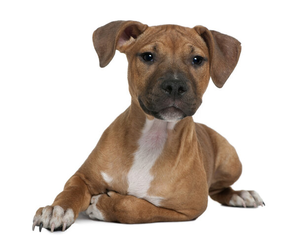 American Staffordshire terrier puppy, 4 months old, in front of white background