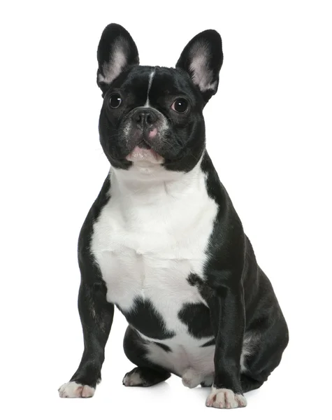 Bulldog francês, 1 ano e meio, sentado em frente ao fundo branco — Fotografia de Stock