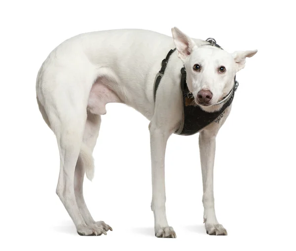 Galgo espanol, 4 years old, standing in front of white background — Stock Photo, Image