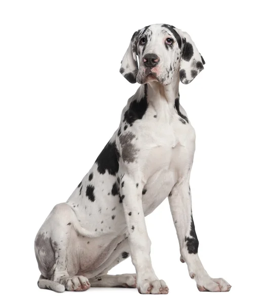 Great Dane puppy, 6 months old, sitting in front of white background — Stock Photo, Image