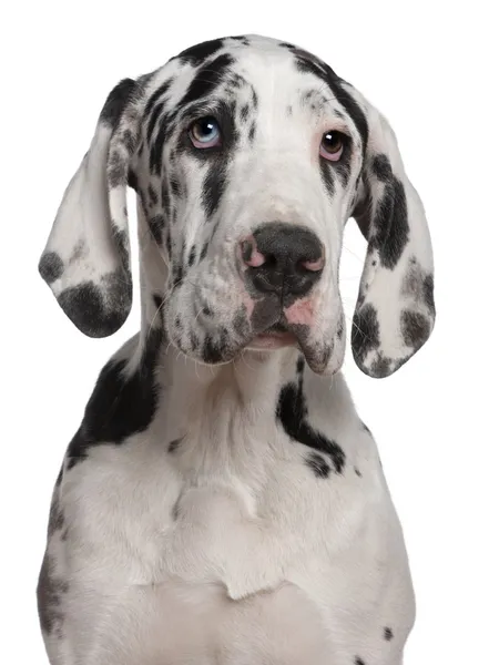 덴마크 종의 큰 개 강아지, 6 개월, 흰색 배경 앞 — 스톡 사진