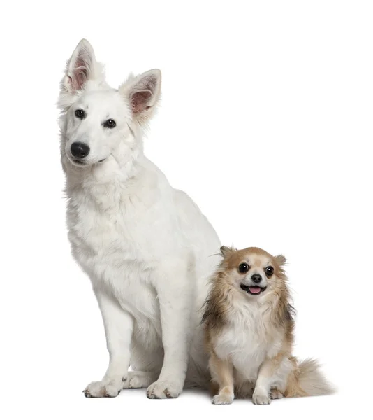 Swiss shepherd dog and Chihuahua, 6 months old and 4 years old, sitting in front of white background — Stock Photo, Image