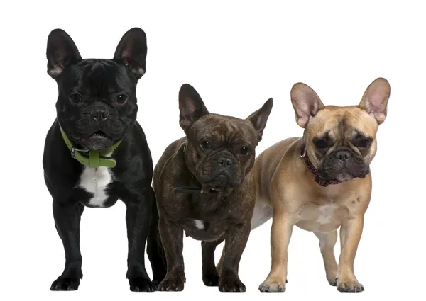 Tres bulldogs franceses, de 8 meses, 23 meses y 2 años y medio de edad, parados frente al fondo blanco — Foto de Stock