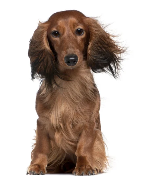stock image English Cocker spaniel with hair blowing in the wind, 18 months old, in front of white background