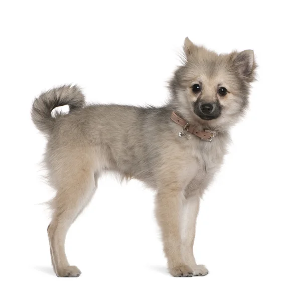 German spitz puppy, 6 months old, standing in front of white background — Stock Photo, Image