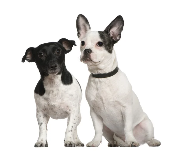 Blandad ras hund och jack russell terrier sitter framför vit bakgrund — Stockfoto