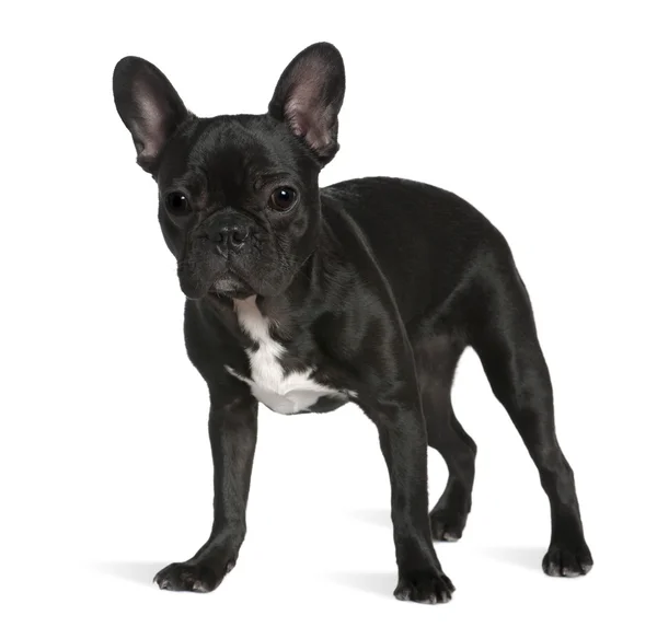 French bulldog, 8 months old, standing in front of white background — Stock Photo, Image