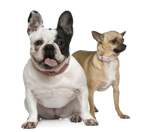 Bulldog francês e Chihuahua, 4 anos, na frente do fundo branco — Fotografia de Stock