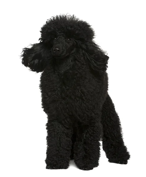 Poodle, 10 months old, standing in front of white background — Stock Photo, Image
