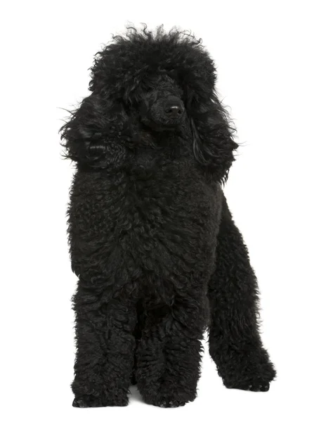 Poodle, 10 meses de edad, de pie frente al fondo blanco — Foto de Stock