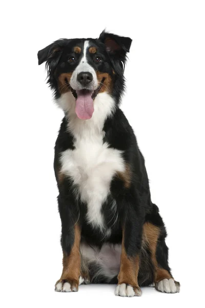 Bernese mountain dog, 18 months old, sitting in front of white background — Stock Photo, Image