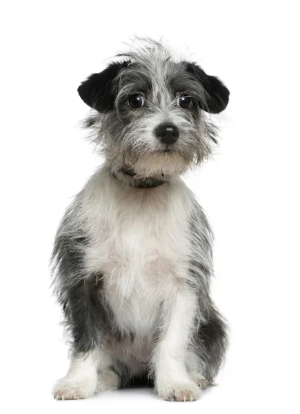 Mixed-breed dog, 6 months old, sitting in front of white background — Stock Photo, Image