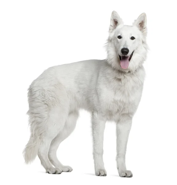 Berger blanc suisse, 1 year old, standing in front of white background — Stock Photo, Image