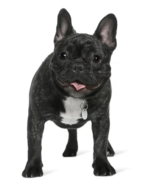 Bulldog francés, de 5 meses de edad, de pie frente al fondo blanco —  Fotos de Stock