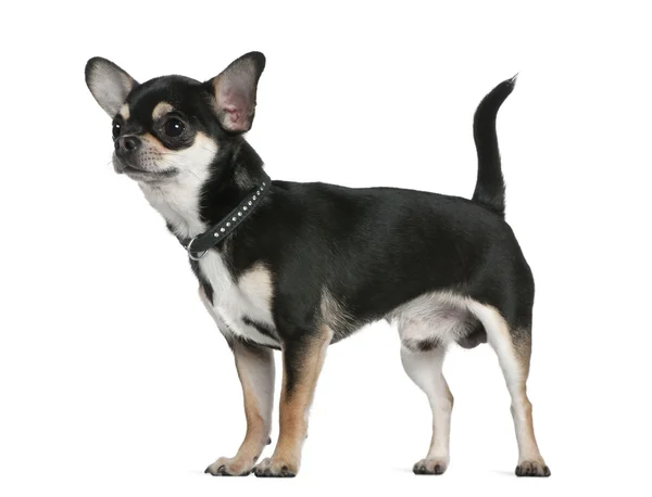 Chihuahua, 18 ay yaşlı, beyaz arka plan duran — Stok fotoğraf