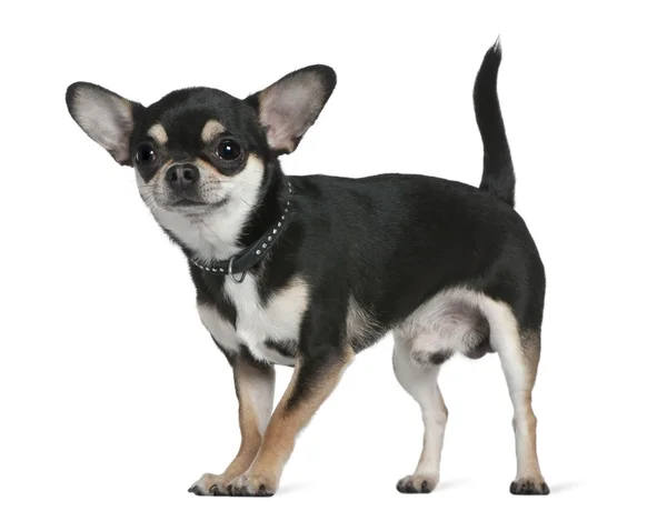 stock image Chihuahua, 18 months old, standing in front of white background