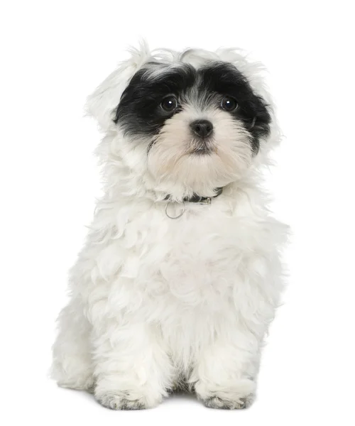 Havanese puppy, 3 months old, sitting in front of white background — Stock Photo, Image