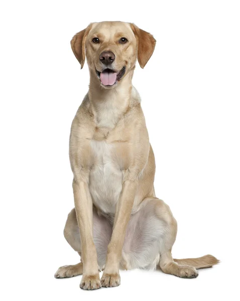 拉布拉多猎犬，20 个月大，坐在白色背景前 — 图库照片
