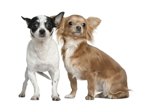 Two Chihuahuas, 4 years old and 18 months old, in front of white background — Stock Photo, Image