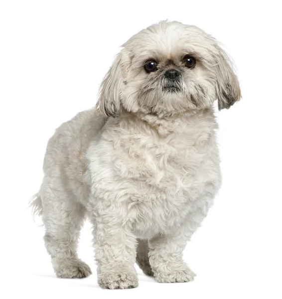 Shih Tzu, 3 and a half years old, standing in front of white background — Stock Photo, Image