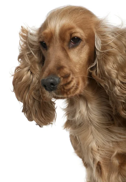 英语可卡犬头发吹在风中，18 个月 — 图库照片