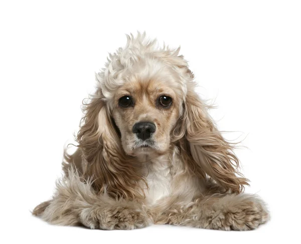 American cocker spaniel, 17 months old, in front of white background — Stock Photo, Image