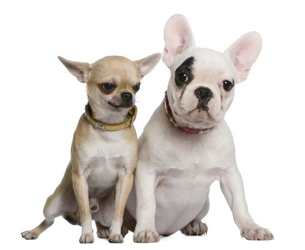 Bulldog francese e Chihuahua, 5 mesi e 1 anno e mezzo, seduti davanti a uno sfondo bianco — Foto Stock