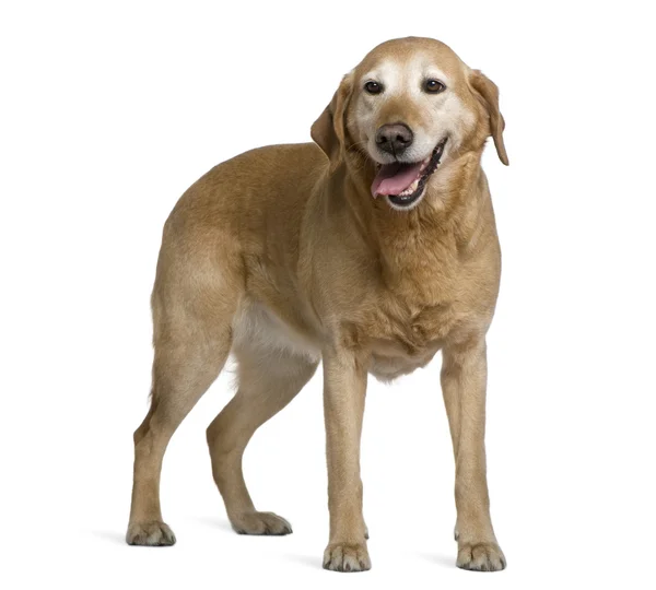 Labrador retriever, 8 years old, standing in front of white background — Stock Photo, Image