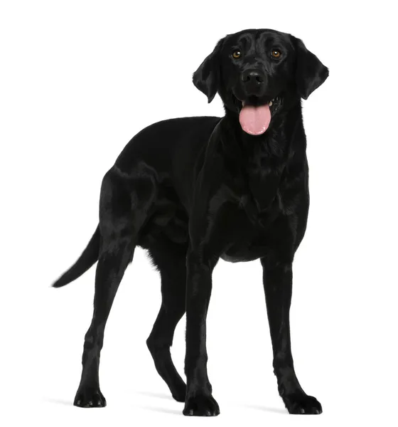 Labrador retriever, 3 years old, standing in front of white background — Stock Photo, Image