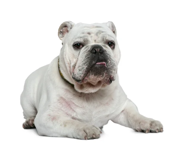 English bulldog, 10 months old, lying in front of white background — Stock Photo, Image