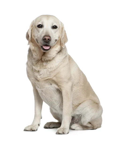Labrador retriever, 5 jaar oud, zit op witte achtergrond — Stockfoto