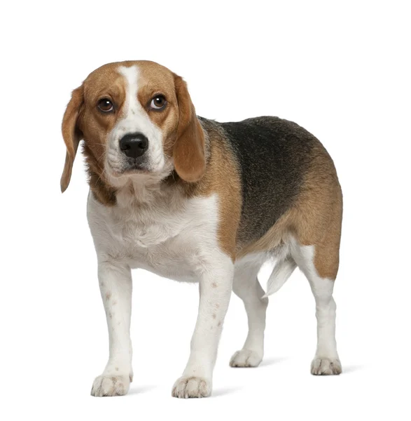 Beagle, 3 ani, în picioare în fața fundalului alb — Fotografie, imagine de stoc
