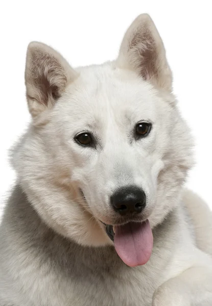 Σιβηρία σκύλος χάσκεϋ, 1 χρονών, μπροστά από το λευκό φόντο — Φωτογραφία Αρχείου