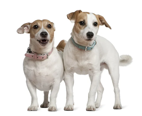 Two Jack Russell terriers, 5 years old and 6 months old, standing in front of white background — Stock Photo, Image