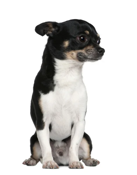 Chihuahua, 6 år gammal, sitter framför vit bakgrund — Stockfoto