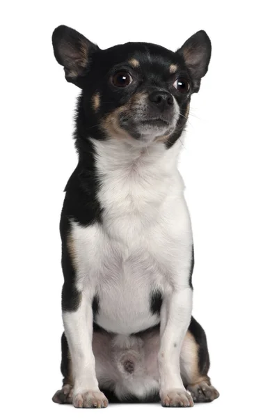 Chihuahua, 6 years old, sitting in front of white background — Stock Photo, Image