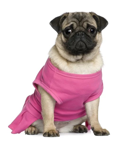Pug vestito di rosa, 7 mesi, seduto davanti a uno sfondo bianco — Foto Stock