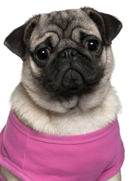 Pug vestido de rosa, 7 meses de edad, delante de fondo blanco — Foto de Stock