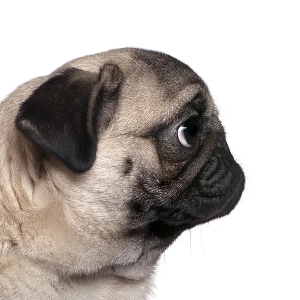 Profile view of a Pug, 7 months old, in front of white background — Stock Photo, Image