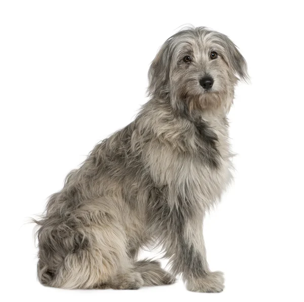 Pyrenean Shepherd dog, 7 months old, sitting in front of white background — Stock Photo, Image