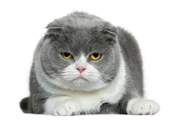 Scottish fold cat, 5 years old, lying in front of white background — Stock Photo, Image