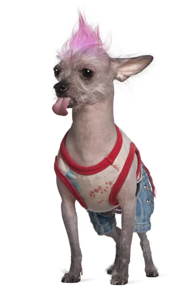 Одетая в панк мексиканская безволосая собака, 4 года, на белом фоне — стоковое фото