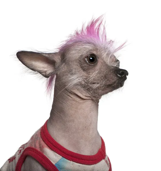 Punk vestido perro mexicano sin pelo, 4 años, delante de fondo blanco — Foto de Stock
