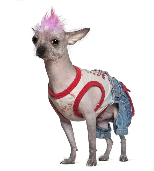Punk dressed Mexican hairless dog, 4 years old, standing in front of white background — Stock Photo, Image