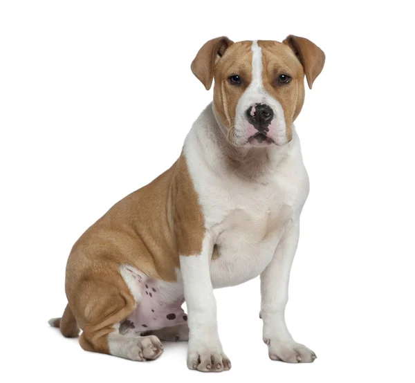 American Staffordshire terrier, 5 months old, sitting in front of white background — Stock Photo, Image